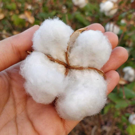 a white cotton flower or boll in a hand in a cotton farm in Alwar, Rajasthan, India.