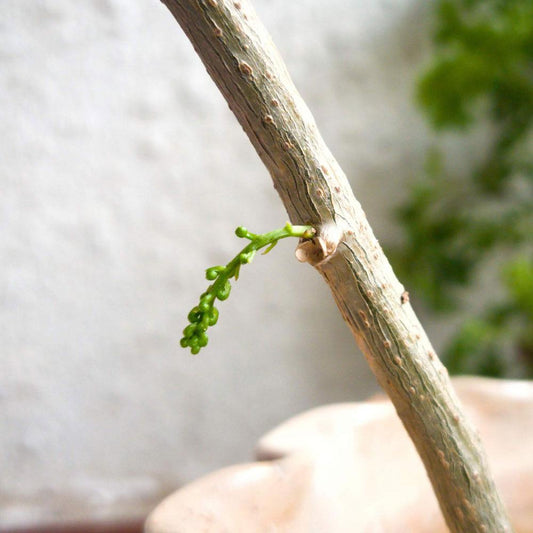 Giloy, Amruth Stem Sprouting new Leaves