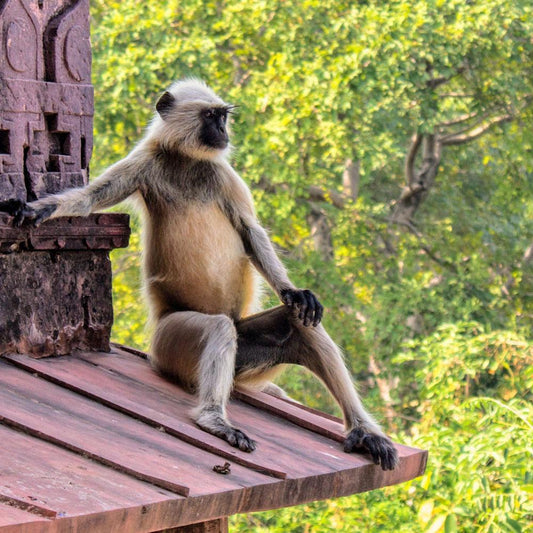 A Langur sitting on a ledge looking in distance with a green foliage in the background