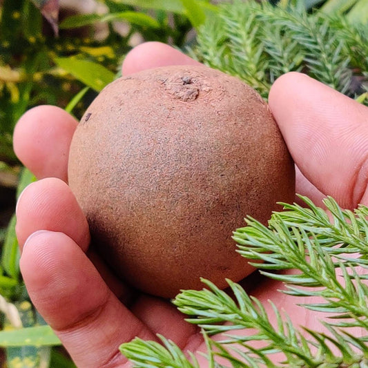 Chikoo also known as Sapota a fruit held in hand with a lot of greenery around