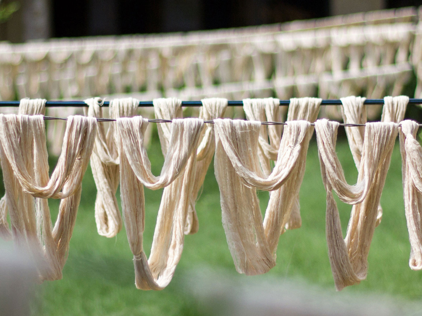 off-white Khadi cotton yarn hanks hanging on cloth line to dry